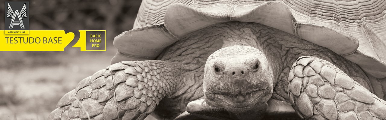 Spornschildkröte Testudo Base 2